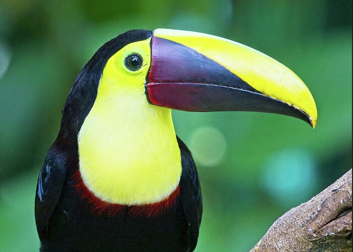 Toucan Greeting Card featuring the photograph Yellow-throated Toucan Ramphastos ambiguus Costa Rica by Tony Mills