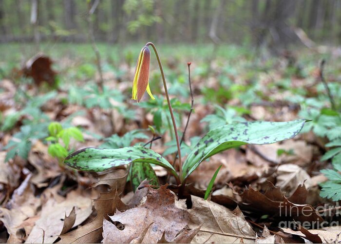 Yellow Trout Lily Greeting Card featuring the photograph Yellow Trout Lily-Erythronium americanum 0003 by Jack Schultz