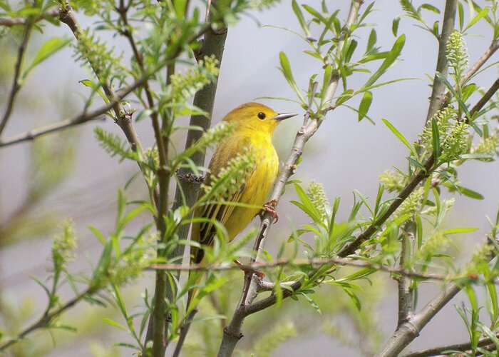 Yellow Warbler Greeting Card featuring the photograph Yellow Warbler by James McClintock