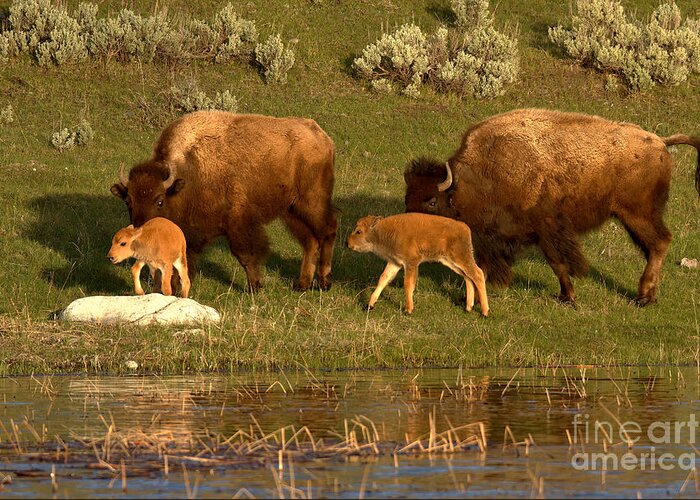 Yellowstone Greeting Card featuring the photograph Yellowstone Bison Red Dog Season by Adam Jewell