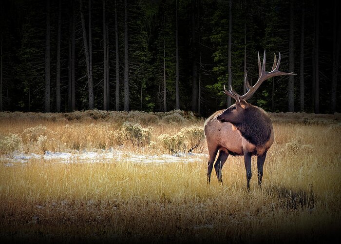 Elk Greeting Card featuring the photograph Yellowstone National Park Elk Wapiti by Randall Nyhof