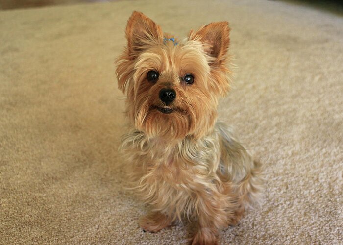 Animal Greeting Card featuring the photograph Yorkie with a smile by Dawn Richards
