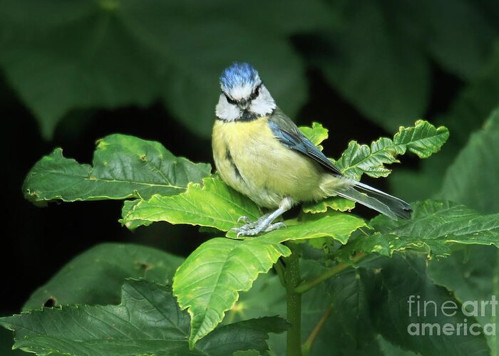 Blue Tit Greeting Card featuring the photograph You Lookin' At Me? by Terri Waters