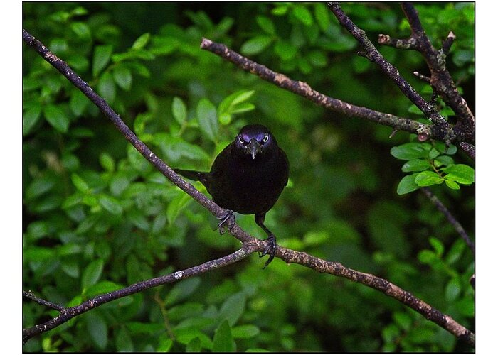 Common Grackle Greeting Card featuring the photograph You Looking At Me by John Benedict