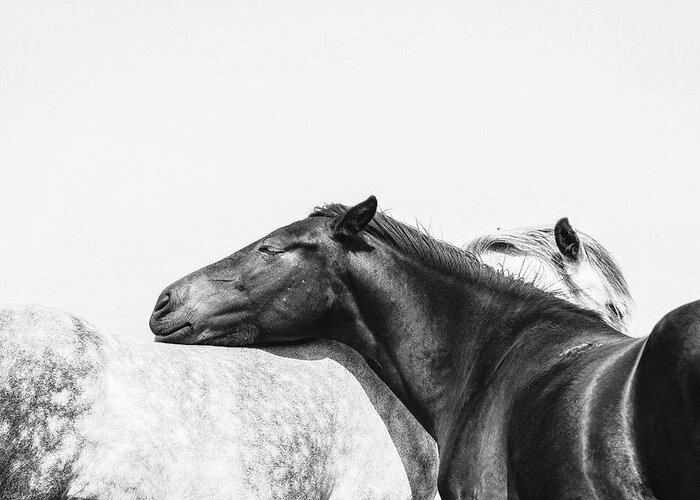 Photographs Greeting Card featuring the photograph You Mean the World to me II - Horse Art by Lisa Saint