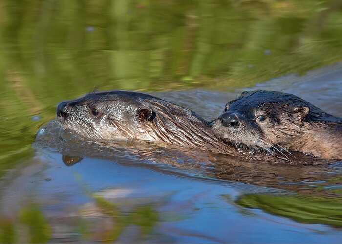 Color Image Greeting Card featuring the photograph River Otters by Mark Miller