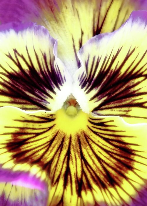 Floral Greeting Card featuring the photograph You Pansy by Lens Art Photography By Larry Trager
