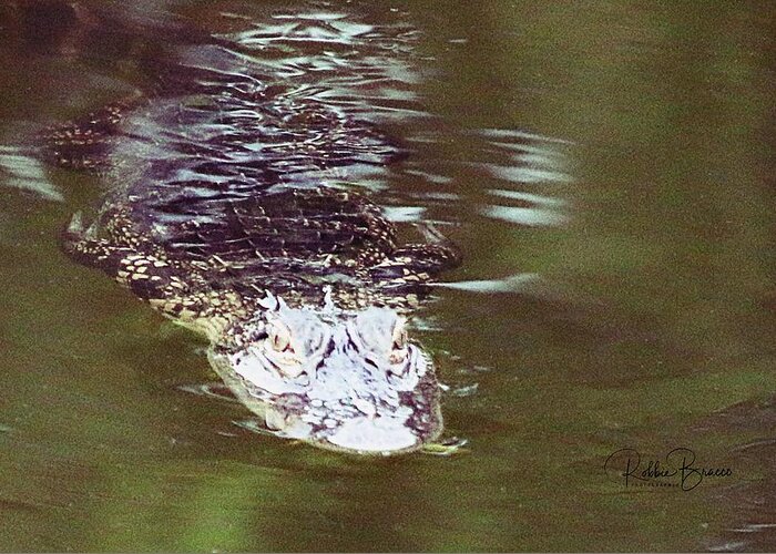 Young Greeting Card featuring the photograph Young Alligator Watching #4 by Philip And Robbie Bracco