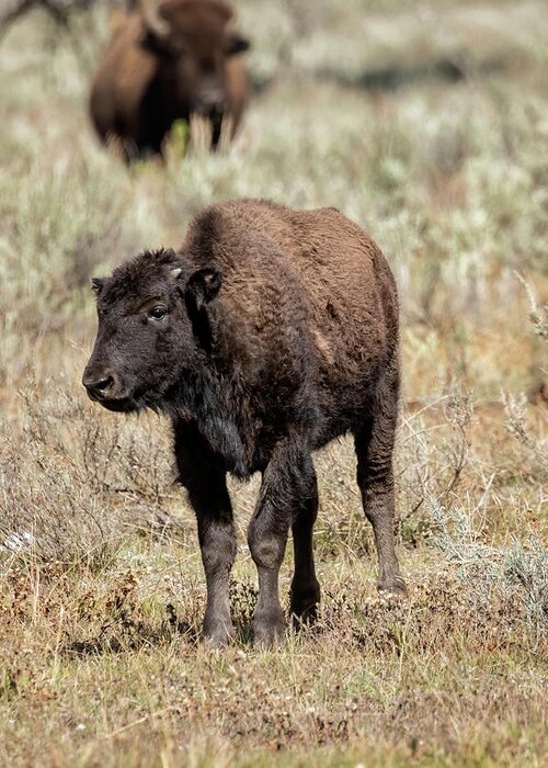 Bison Greeting Card featuring the photograph Young Bison at Yellowstone by Belinda Greb