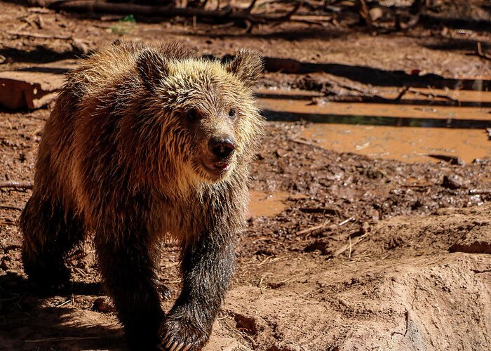 2020 Greeting Card featuring the photograph Young Grizzly Bear by Dawn Richards