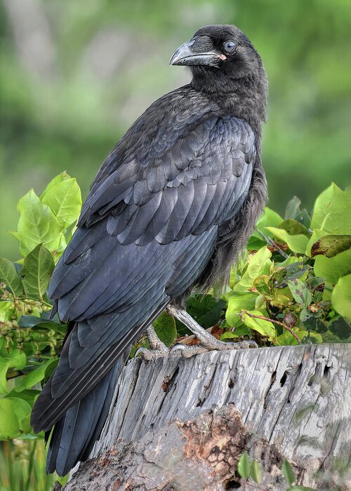 Juvenile Raven Greeting Card featuring the photograph Young Raven by Carl Olsen