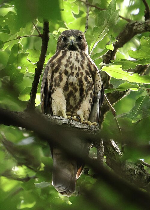 Bird Watching Greeting Card featuring the photograph Young Red-shouldered Hawk inthe Woods by Deborah J Humphries