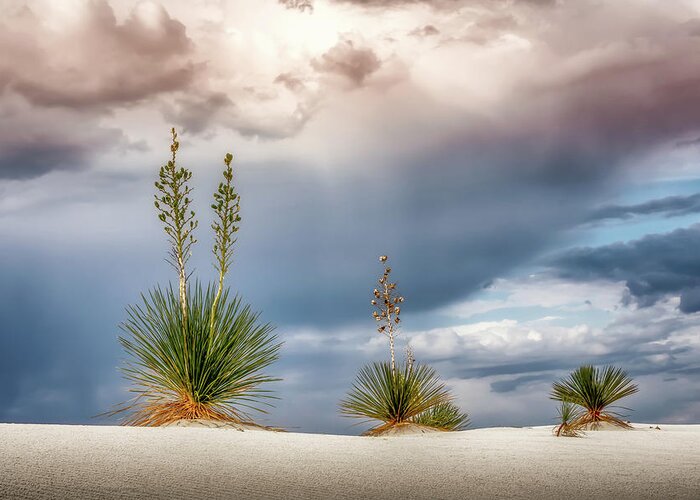 White Sands Greeting Card featuring the photograph Yucca Three by James Barber
