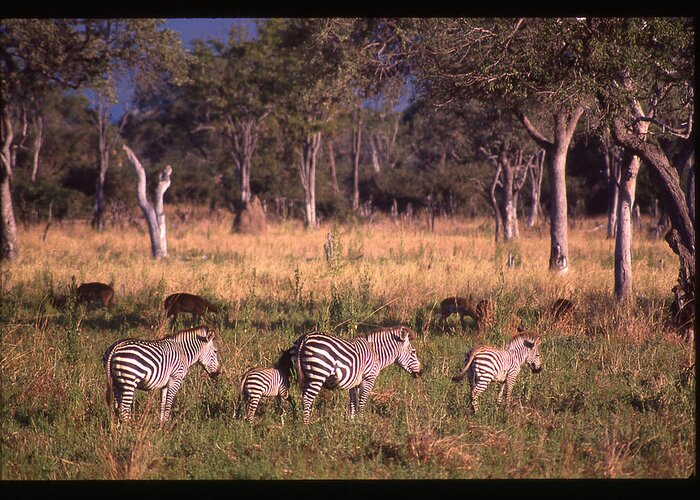 Africa Greeting Card featuring the photograph Zebra Family Landscape by Russ Considine