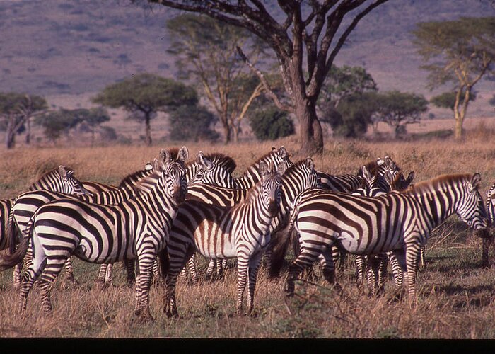 Africa Greeting Card featuring the photograph Zebra Herd by Russel Considine