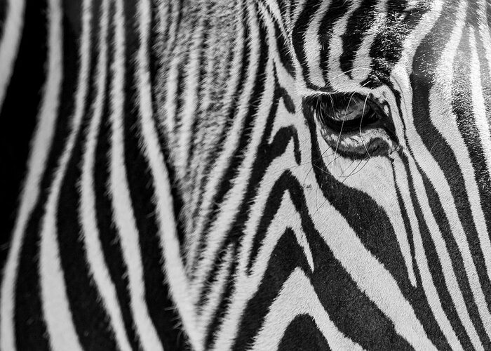 Zebra Greeting Card featuring the photograph Zebra's Eye by Holly Ross