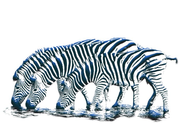 Zebra Greeting Card featuring the digital art Zebras by John Haldane
