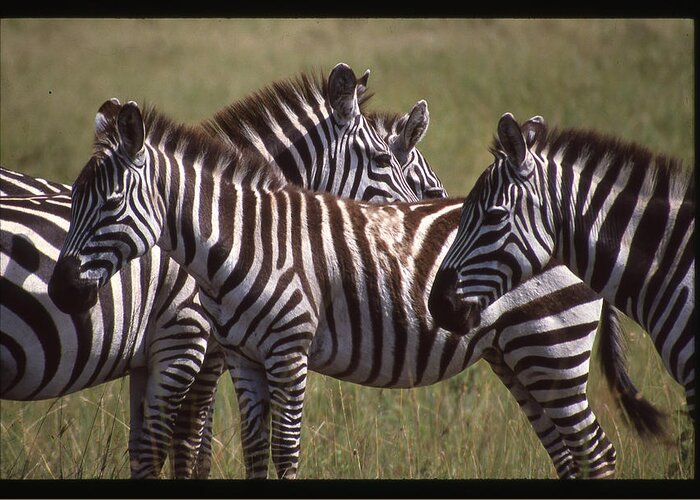 Africa Greeting Card featuring the photograph Zebras Look Alike by Russel Considine
