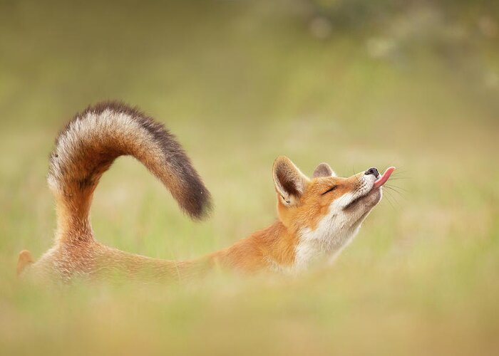 Red Fox Greeting Card featuring the photograph Zen Fox Series - Yoga Fox by Roeselien Raimond