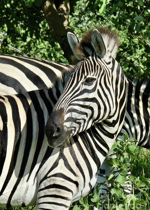 Zebra Greeting Card featuring the photograph Zzzzzebras by Wendy Golden