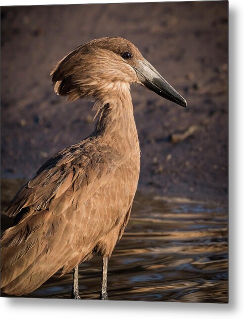 Hamerkop Metal Print featuring the photograph Hamerkop by Claudio Maioli