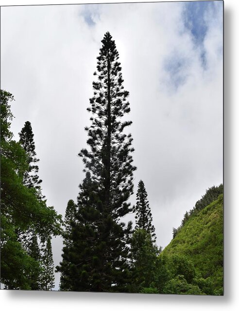 Aloha Metal Print featuring the photograph Lone Pine Trees@Kepaniwai Heritage Gardens,Maui by Bnte Creations