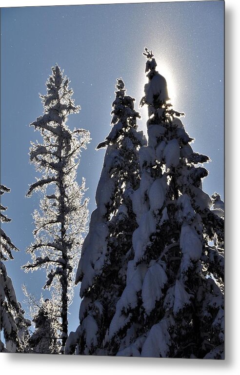 Reflections Metal Print featuring the photograph Tall trees and Tall Snow by Mike Helland