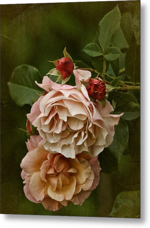 Roses Metal Print featuring the photograph Vintage Roses by Richard Cummings