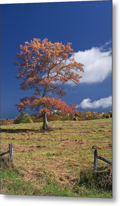 Fall Metal Print featuring the photograph Fall Tree by Ken Barrett