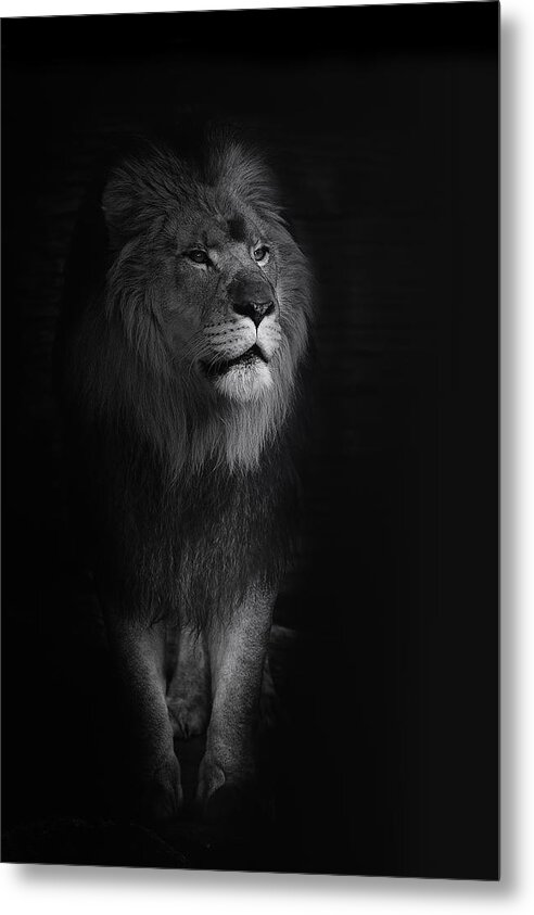 Lion Metal Print featuring the photograph Out of Darkness by Ken Barrett