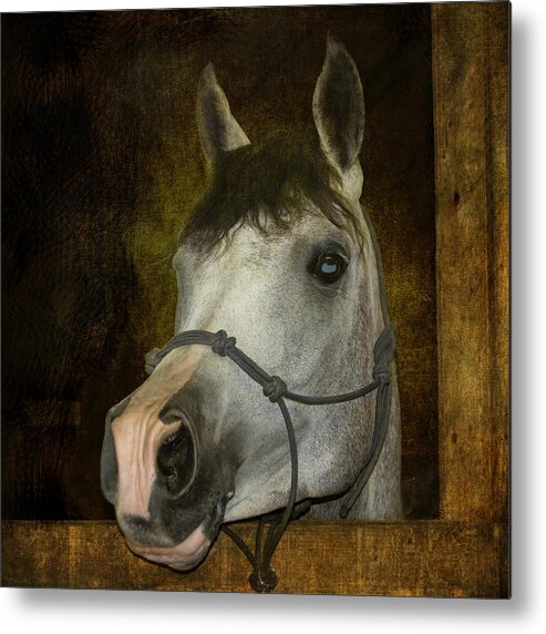Arabian Horse Metal Print featuring the photograph Sundance Kid by Sandra Selle Rodriguez