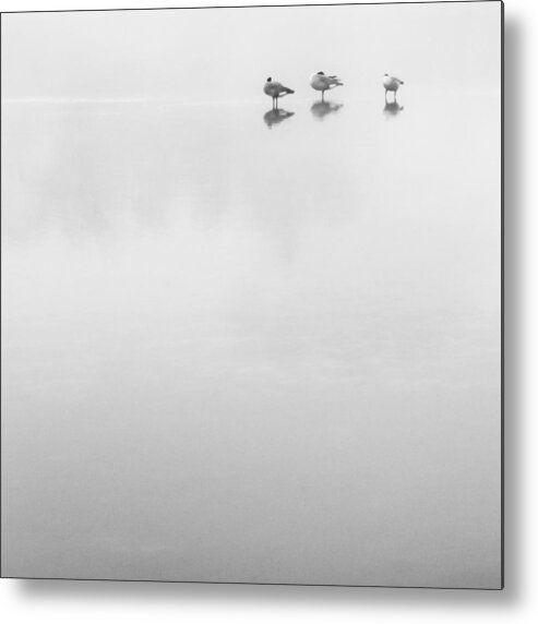 Birds Metal Print featuring the photograph The American River #1 by Lee Harland