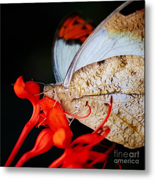 Colorful Metal Print featuring the photograph Colorful portrait of a butterfly #4 by Nick Biemans