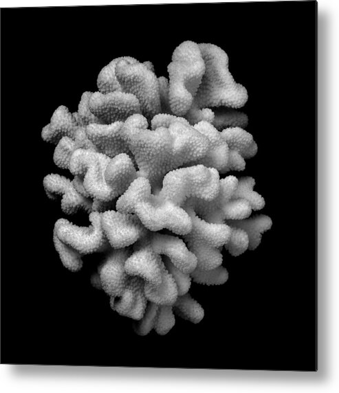 Coral Metal Print featuring the photograph Brain Coral by Jim Hughes