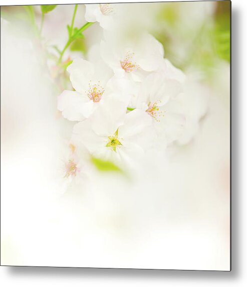 Season Metal Print featuring the photograph Cerry Blossom by Mmac72