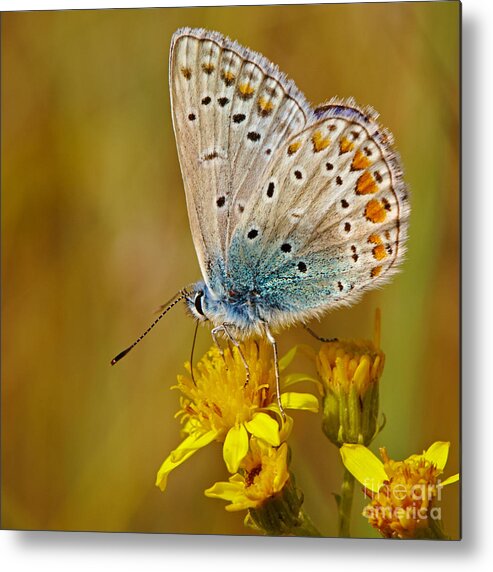 Common Blue Metal Print featuring the photograph Closeup of a Common Blue butterfly by Nick Biemans