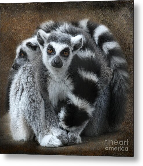 Lemur Metal Print featuring the digital art Curious Lemur by Jayne Carney