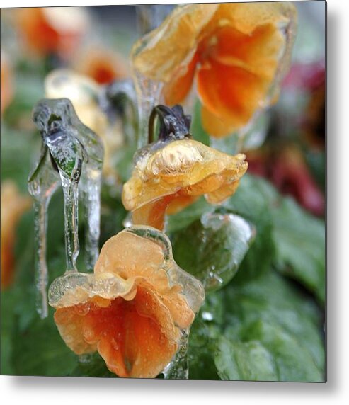 Pansy Metal Print featuring the photograph Orange Iced Pansies by Wesley Elsberry
