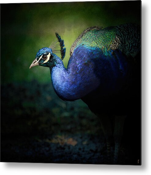 Beautiful Bird Metal Print featuring the photograph Peacock 1 - Wildlife by Jai Johnson