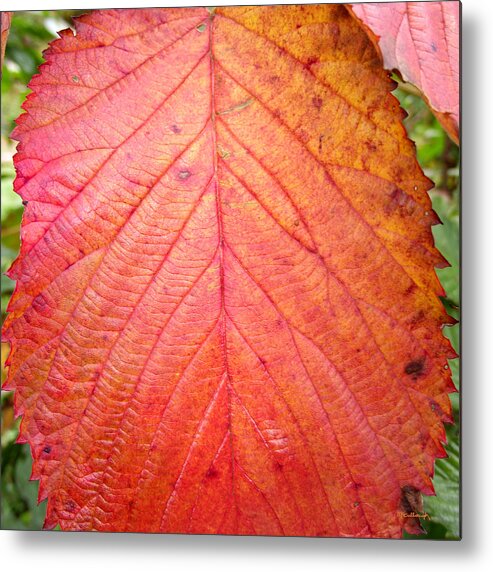 Duane Mccullough Metal Print featuring the photograph Red Blackberry Leaf by Duane McCullough