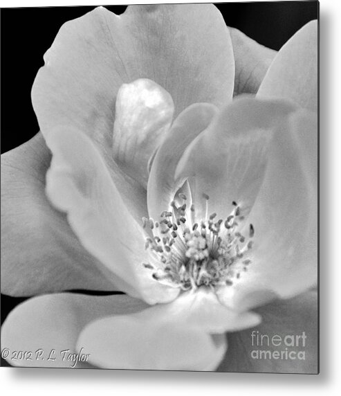 Shrub Rose Metal Print featuring the photograph Rose Squared by Pamela Taylor