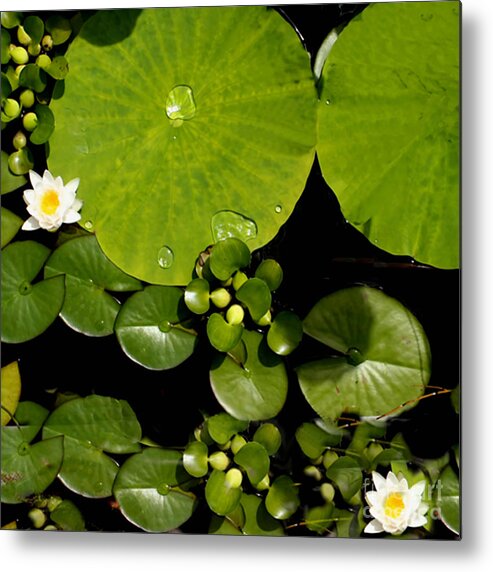 Lily Pad Photograph Metal Print featuring the photograph Water drops Bristol Rhode Island by Tom Prendergast