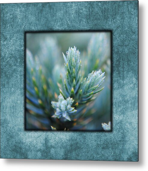 artistic Nature Photo Metal Print featuring the photograph Dew on the Pine II Photo Square by Jai Johnson