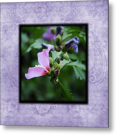 Hibiscus Metal Print featuring the photograph Hibiscus II Photo Square by Jai Johnson