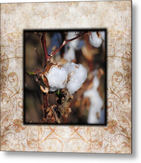 Brown Metal Print featuring the photograph Tennessee Cotton I Photo Square by Jai Johnson