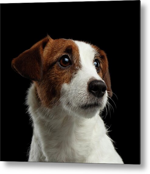  Closeup Metal Print featuring the photograph Closeup Portrait of Jack Russell Terrier Dog on Black by Sergey Taran