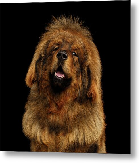 Tibetan Metal Print featuring the photograph Tibetan Mastiff #2 by Sergey Taran