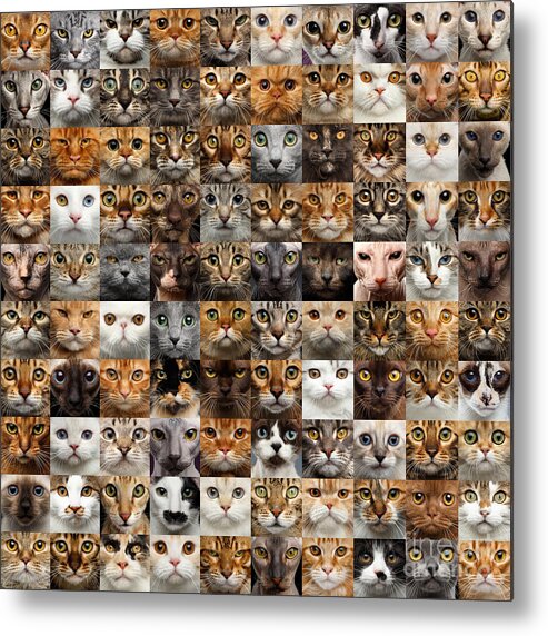 100 Metal Print featuring the photograph 100 Cat faces by Sergey Taran