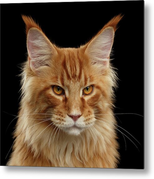 Angry Metal Print featuring the photograph Angry Ginger Maine Coon Cat Gazing on Black background #3 by Sergey Taran