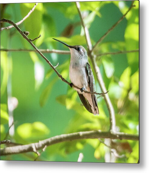 Flower Metal Print featuring the photograph Hummingbird Found In Wild Nature On Sunny Day #29 by Alex Grichenko
